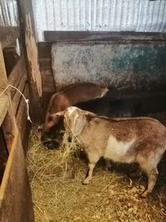 Коза нубийская камри