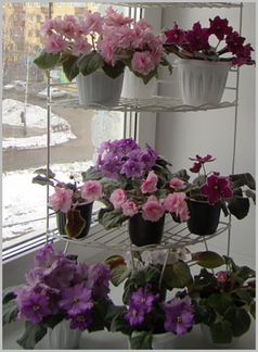 Фиалки в Вашу коллекцию