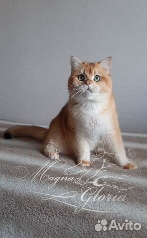 Вязка кот