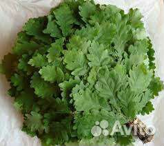 Дубовые и березовые веники для бани 2022 год