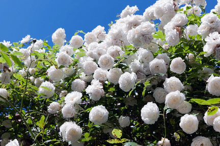 Роза Айсберг плетистая, самшит вечнозеленый