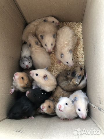 Сирийские джунгарские хомяки мышки