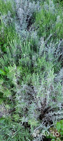 Лаванда саженцы