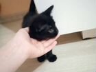 Чёрный котёнок в добрые руки