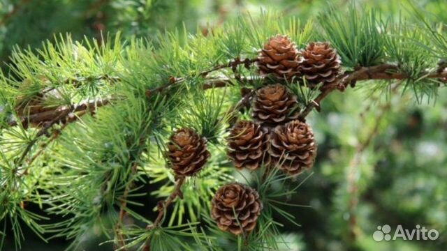 Лиственница фото дерева и листьев и шишек