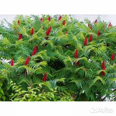 Сумах красавец (уксусное дерево)