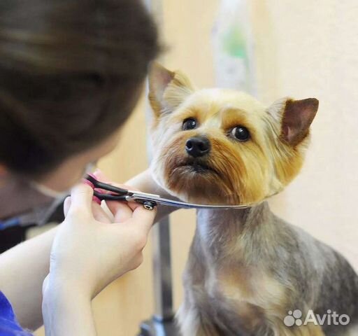 Груминг, стрижка собак (все породы)