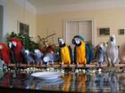 Птенцы больших попугаев