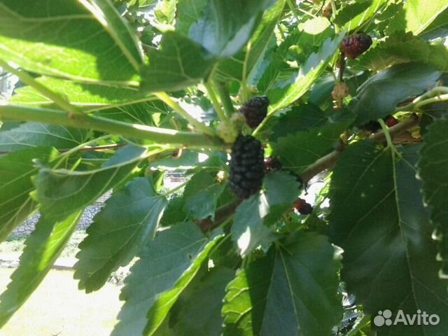 Шелковица (тутовник) саженцы сеянцы