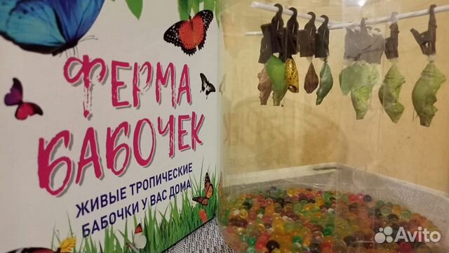 Миниферма живых тропических бабочек