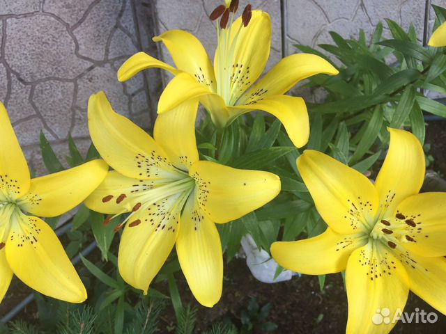 Лилии, лилейники, хосты