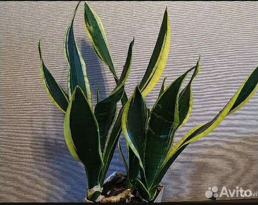 Сансевиерии