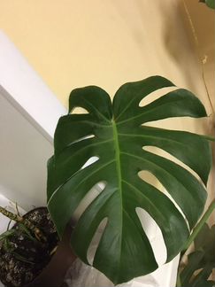 Монстера большая с новыми листьями