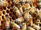 Семьи пчёл с утеплёнными ульями