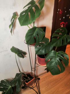 Растение монстера