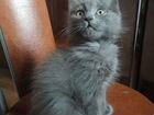 Котёнок, мальчик порода русская голубая длинношерс