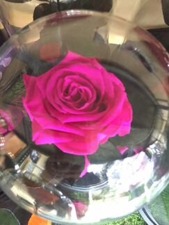 Стабилизированная роза в колбе, опт