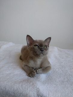 Бурманские котята