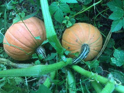 Тыква декоративная