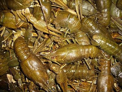 Живые и вареные раки, доставка или самовывоз