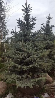 Ель голубая Глаука 2,5 - 3 метра