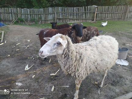 2 овцы и баран на развод - фотография № 1