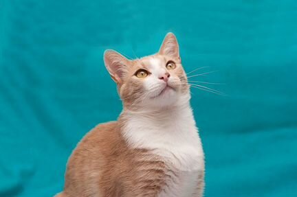Абрикосовый котик ищет дом
