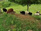 Овцы бараны стадо