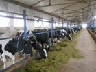 Комплекс по производству сырого молока ооо 