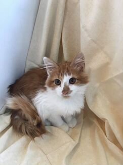 Рыжий котёнок
