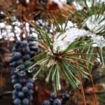 Купить Амурский виноград, Ягодную живую изгородь