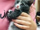 Необычный серый котенок (девочка) в дар объявление продам
