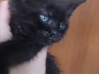 Котенок (мальчик) черного цвета