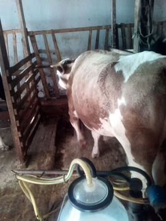 Коровы дойные молочные - фотография № 2