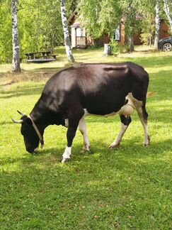 Корова дойная с теленком - фотография № 2
