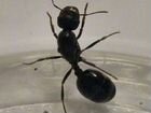 Колонии муравьев муравей-жнец мессор структор mess объявление продам