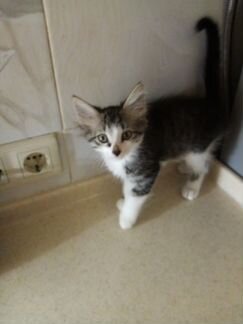 Полосатенький очаровашка