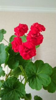 Розебудная пеларгония герань