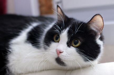 Кошка в самые добрые руки