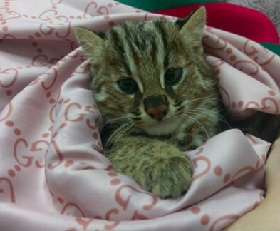 Азиатский котенок кошка подростки