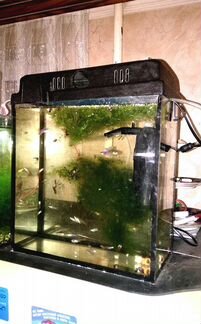 13 литр прямоугольный аквариум с рыбками