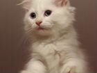 Сибирский голубоглазый котенок