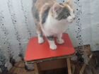 Сибирская кошка бесплатно 4 месяца