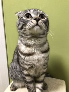 Шотландский вислоухий super кот