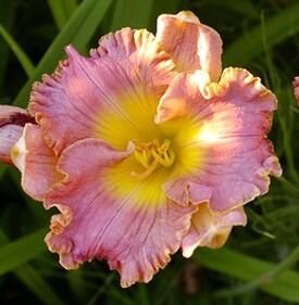 Лилейники пастельных и контрастных окрасок