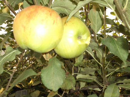 Саженцы яблони