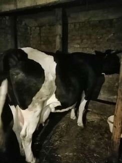 Коровы дойные молочные,тёлки и телята