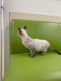 Невская маскарадная