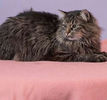 Кайчик сладкий мальчик)