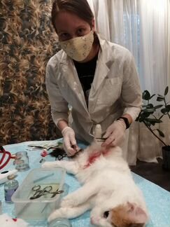 Кастрация котов